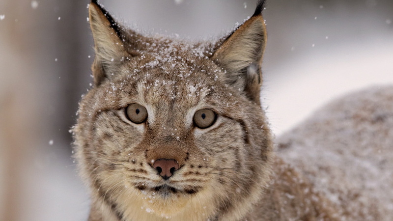 nordic Countries, outdoors, looking, scandinavian, snowing, close-up, white, snow, mammal, ice, frost, animal body part, cold temperature, animal eye, animals Hunting