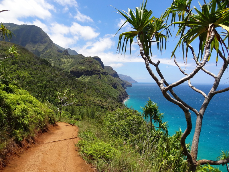 growth, national park, outdoors, 4K, day, travel, scenics, nawiliwili, no people, beauty in nature, hawaii, tranquil scene, tranquility, mountain, ocean