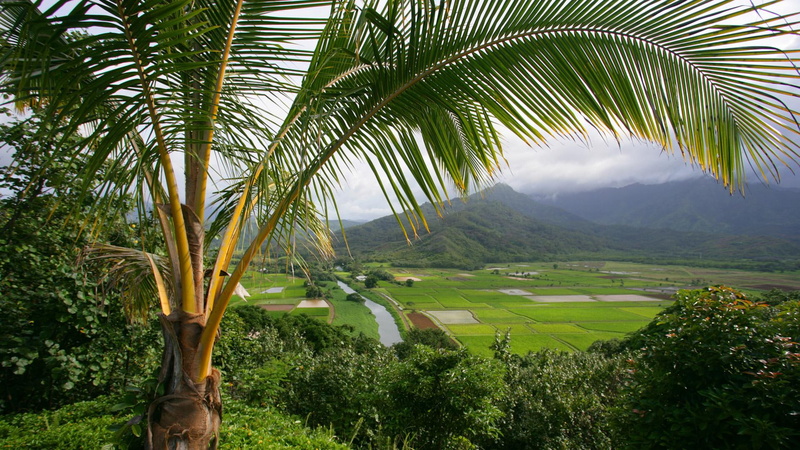 fields, 1080P, taro, hanalei valley, taro fields, hawaii, 3d and abstract, kauai