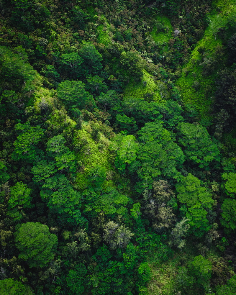 jungle, kauai, aerial, 1080P, view, nature, outdoor, day, rainforest, evergreen tree, high angle view, woodland, foliage, forest, growth, green, tranquil scene