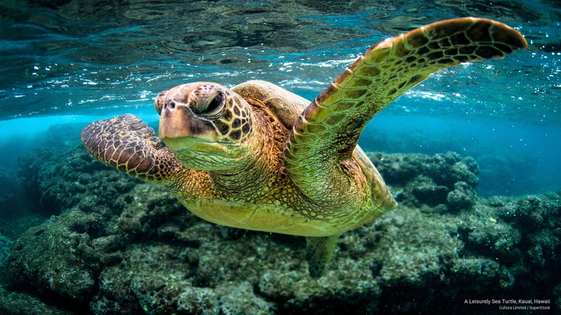 leisurely, kauai, turtle, 2K, hawaii, sea, Ocean Life