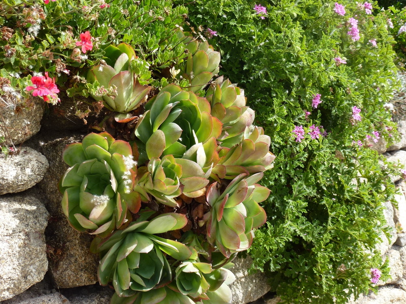 succulent plant, flora, petal, day, high angle view, inflorescence, plant part, close-up, flower head, green color, freshness, scilly isles, beauty in nature
