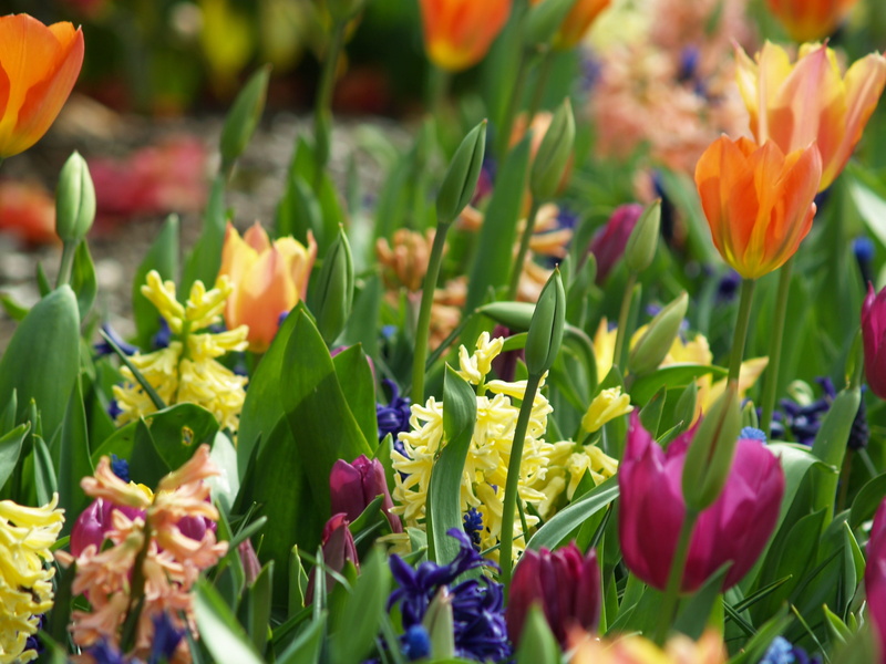 plant, garden, natural, purple, sun, beauty in nature, day, bloom, floral, flower head, ornamental garden, tulip, summer, easter, color, blossom, bouquet