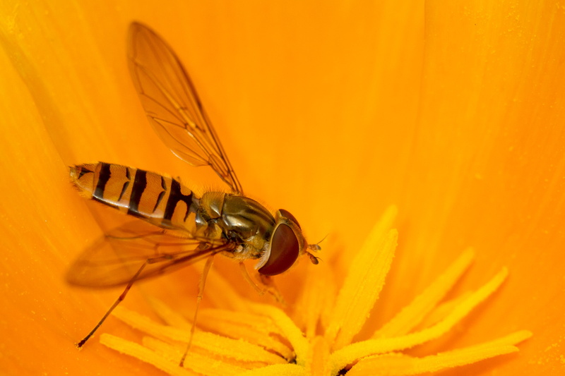 Marmalade, Garden, Canon EF, Fauna, Diptera, British Isles, Colourful, Manic, Springwatch, Hexapod, Hoverfly, Tubes, Magazine, Supper, animal, Extension