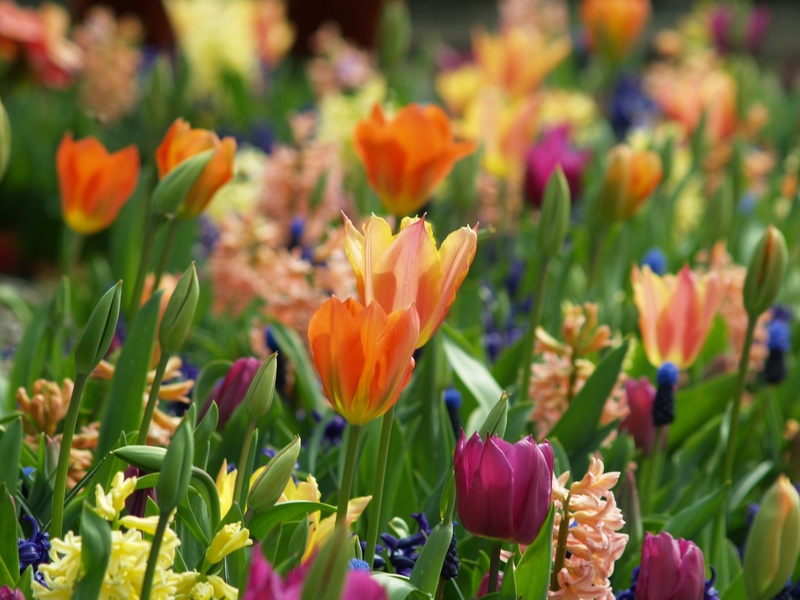 sun, no people, growth, flower, bloom, focus on foreground, season, plant, flower head, petal, flowerbed, outdoors, natural, spring, inflorescence, easter