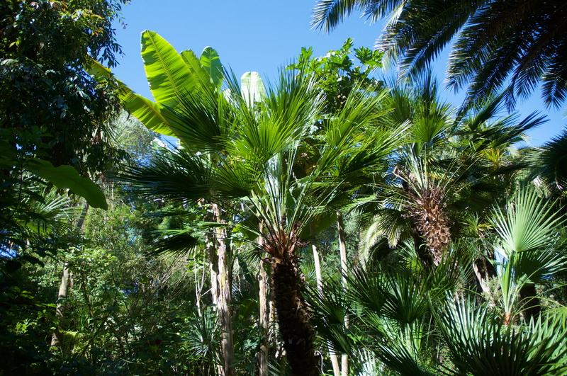 isle of batz, palm tree, tropical climate, tree, palm leaf, palm, tree trunk, sky, plant, sunlight, 4K, exotic garden, no people, banana, nature, tranquility