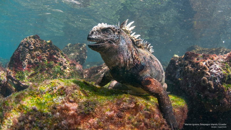 iguana, Animals, ecuador, islands, marine, 2K, galapagos