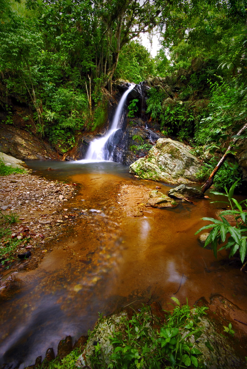 plant, rachuelo, power in nature, pinas, tree, quebrada, 4K, motion, forest, ecuador, agua, no people, beauty in nature, environment, long exposure, flowing