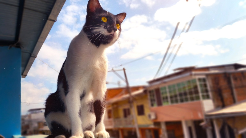 animal themes, vertebrate, cloud - sky, mammal, pets, domestic animals, built structure, Ecuador, low angle view, 5K, sky, no people, whisker, building exterior