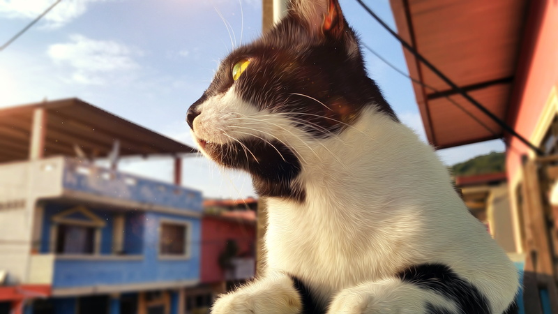 close-up, mammal, domestic, cat, pets, 5K, day, animal themes, house, looking, whisker, building exterior, Ecuador, built structure, no people, vertebrate