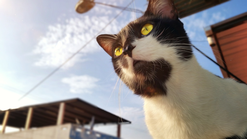 domestic cat, pets, no people, domestic animals, built structure, animal head, day, 5K, vertebrate, feline, one animal, whisker, animals, low angle view