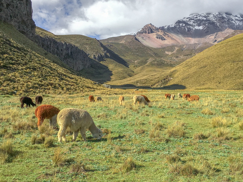 mountain range, plateau, outdoors, no people, pets, white, herd, 4K, mammal, vertebrate, sky, animal, environment, animal themes, ecuador, scenics - nature