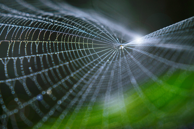nature, full frame, plant part, outdoors, selective focus, wet, naturaleza, perspectiva, concentric, no people, magro, leaf, telaraña, arañas, backgrounds