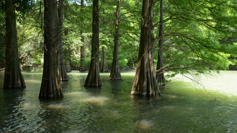 tranquil scene, waterfront, tree, day, trees, rainforest, tranquility, green, sunlight, nature, woodland, landscape, swamp, 1080P, water, trunk, leaves