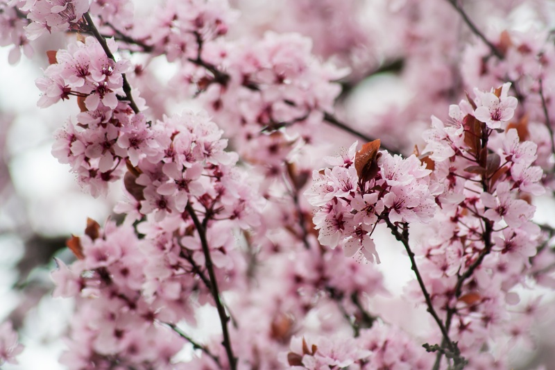 beauty in nature, day, cherry blossom, delicious, flowering plant, pollen, red, plant, summer, bloom, fragility, sweet, vulnerability, tree, no people