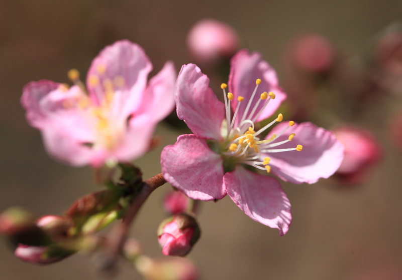 springtime, petal, nature, prunus, hi-res, beauty In Nature, park, branch, 5D  Mark II, close-up, Sodegaura, resolution, flower Head, はねず, plant, Prunus  japonica