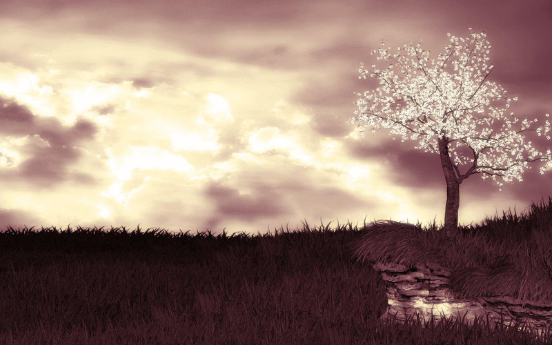 cherry blossom tree, paradise, cherry blossom, chinese, oriental, grass, tree, orient, burning, 1080P, skies, cherry blossoms