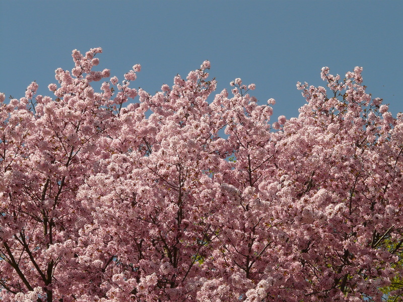 plant, japanese flowering cherry, day, japan, growth, spring, springtime, Bloom, flower Head, freshness, no people, pink Color, prunus serrulata, smell