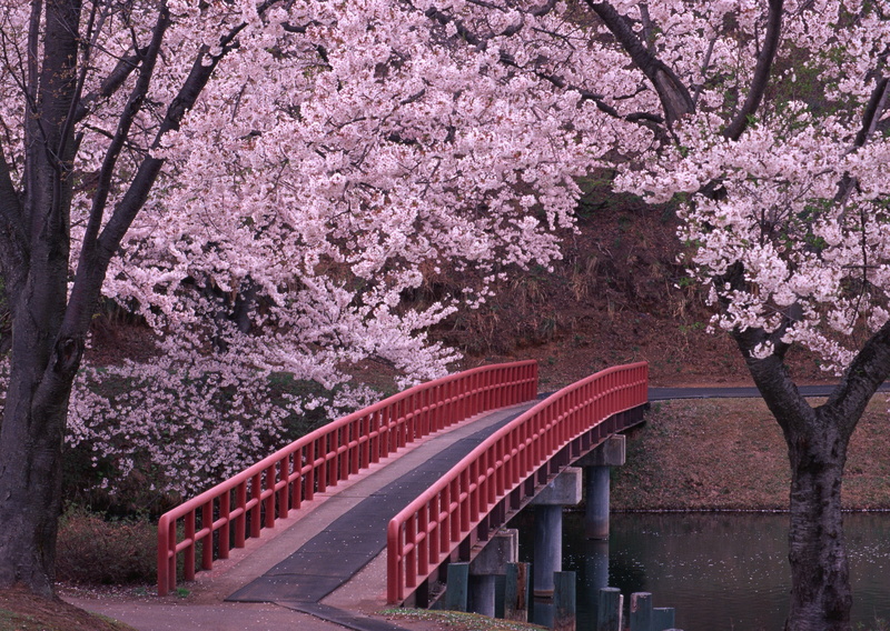 cherry Blossom, growth, plant, new York City, leaf, tree, flower, Bridge, flowering plant, brown, 2K, red, architecture, fragility, beauty In Nature, blossoming