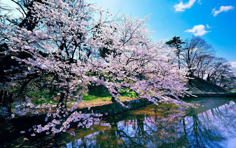 fragility, flower, growth, blossoming, formal Garden, freshness, beauty In Nature, cherry Blossom, leaf, lake, branch, cherry Tree, spring, cherry, outdoors