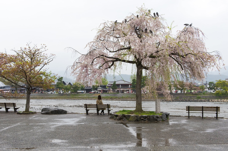 sakura, incidental people, botany, bench, water, cherry, culture, spring, tree, blooming, park bench, architecture, real people, cherry blossoms, lady
