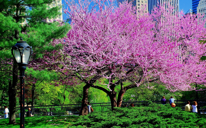 city, grass, park, green color, outdoors, day, tree trunk, leaf, tree, oriental Cherry Tree, freshness, flower, formal Garden, cherry Tree, blossom, autumn