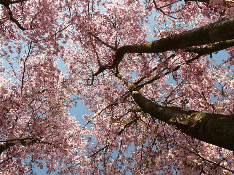 branch, day, cherry, 2K, east asian cherry, no people, cherry tree, angle, ornamental cherry, nature, spring, beauty in nature, pink, trees, oriental cherry