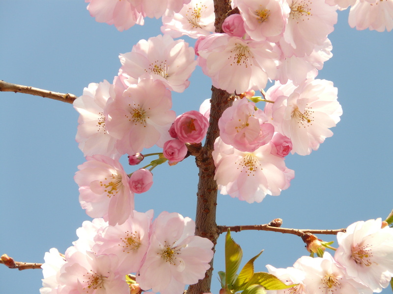 sky, low angle view, oriental cherry, springtime, day, bouquet, bloom, petal, fragility, flowers, cherry tree, nature, cherry blossom, east asian cherry