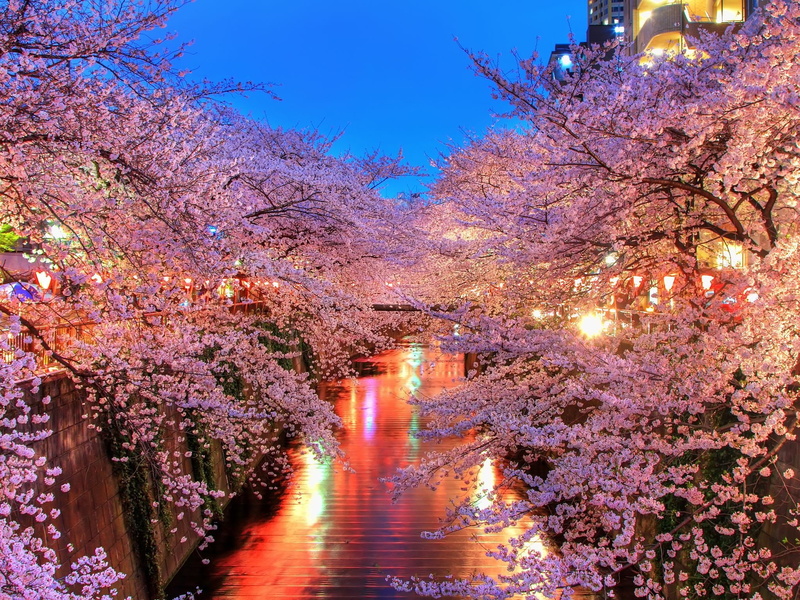 1080P, water, evening, flowering, balconies, channel, oriental cherry, fires