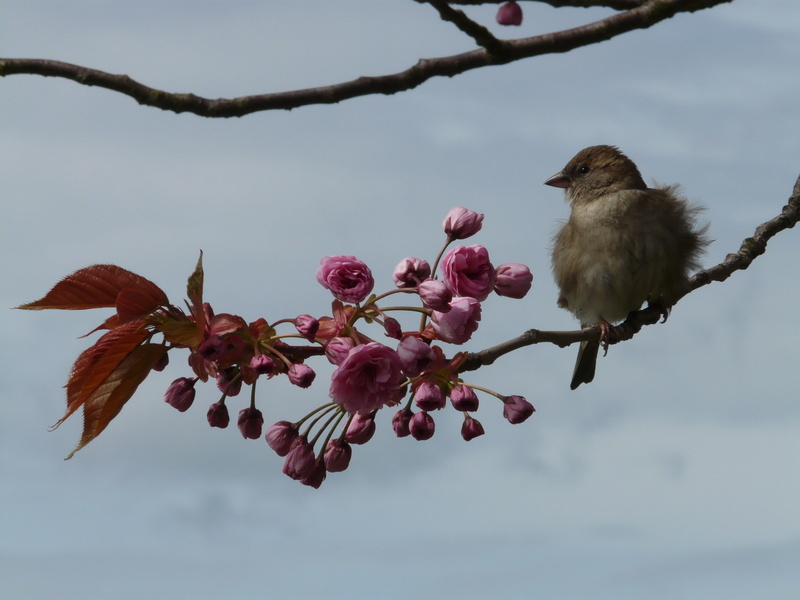 wildlife, young, no people, flowering plant, springtime, feather, outdoors, branch, bird, sperling, freshness, oriental cherry, 2K, vulnerability, animals in the wild