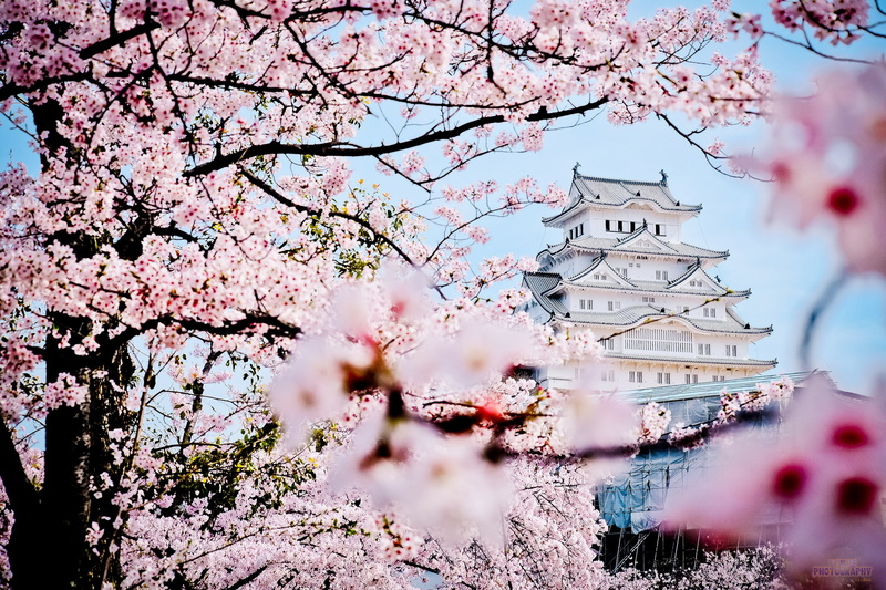belief, branch, white, beauty In Nature, pink Color, asia, freshness, castle, cherry, architecture, blossoms, nature, religion, 1080P, building exterior