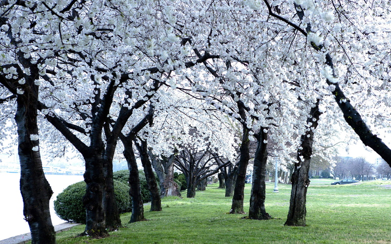 tree, april, growth, beauty In Nature, tranquility, flower, plant, white, outdoors, trunk, 2K, park, nature, season, sky, branch, trees, fragility, blossom