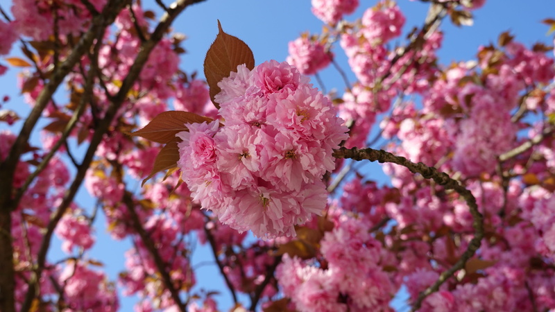 springtime, prunus, vulnerability, beauty in nature, freshness, no people, flowers, low angle view, pollen, cherry blossom, focus on foreground, plum blossom