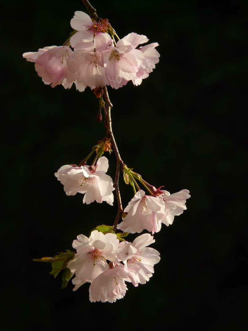 fragility, beauty in nature, outdoors, inflorescence, falling, white color, ornamental cherry, japanese cherry, cherry blossom, blossom, focus on foreground