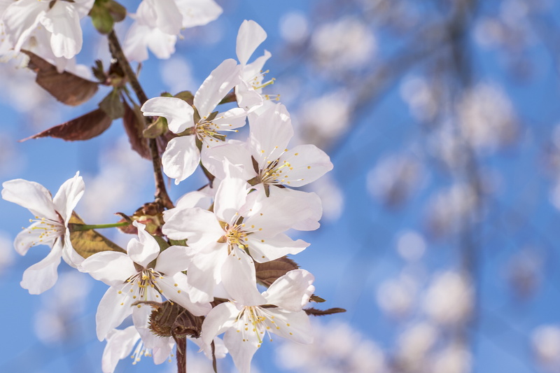 cherry, nature, Sakura, japan, Tree, garden, outdoors, color Image, sky, macro, tree, close-up, petal, season, bloom, spring, freshness, flowering plant