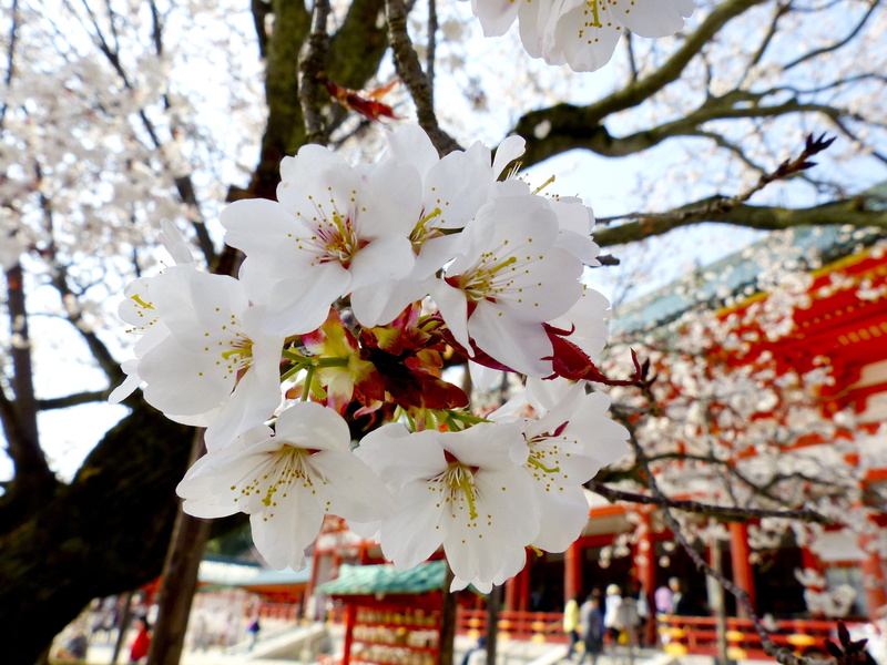 plant, japan, vulnerability, day, cherry blossom, spring, blossom, nature, branch, growth, garden, temple, petal, tree, cherry tree, fragility, springtime