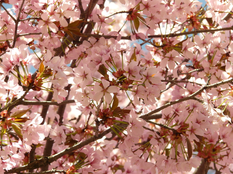 smell, tree, close-up, pink, freshness, cherry tree, 2K, bunch of flowers, ornamental cherry, flowering plant, cherry blossom, day, east asian cherry