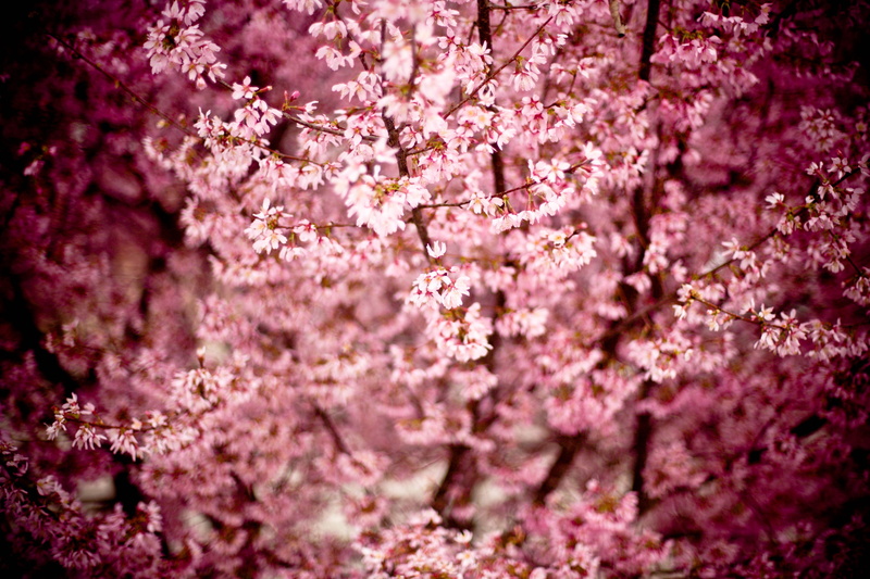 springtime, petaled, east asian cherry, fragility, day, flowering plant, purple, vulnerability, nature, flowers, growth, close-up, close, hill cherry, branches