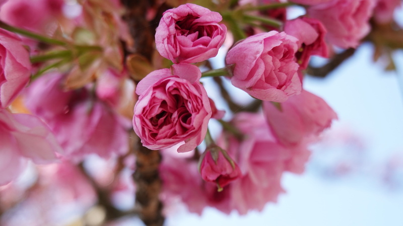 japanese cherry, cherry tree, flowers, softness, flowering plant, blossom, prunus, pink color, no people, petal, 4K, spring, of course, inflorescence