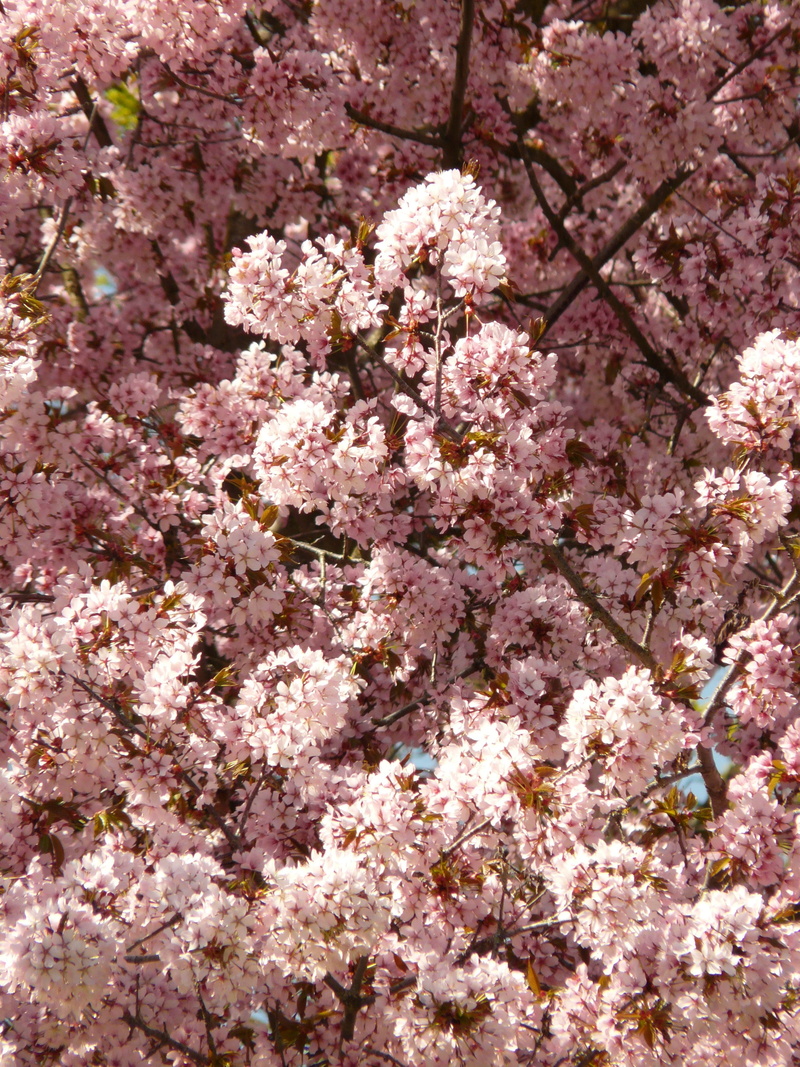 japanese flowering cherry, nature, blossom, tree, springtime, day, flower Head, vulnerability, plant, oriental cherry, backgrounds, pink Color, freshness