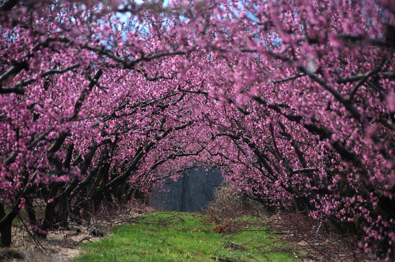 petal, branch, blossoming, Spring, beauty In Nature, oriental Cherry Tree, backgrounds, outdoors, fragility, no People, flower Head, formal Garden, agriculture