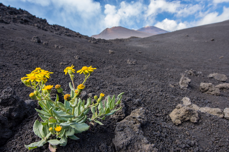 vulcano, no people, mount etna, plant, travel, cloud - sky, scenics - nature, vulnerability, land, growth, outdoors, day, etna, non-urban scene, 5K, macro