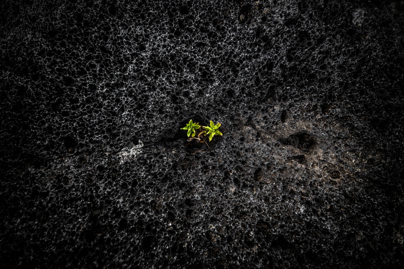 growth, mount etna, fragility, gardening, freshness, close-up, vulnerability, small, no people, seedling, land, beauty in nature, high angle view, mud