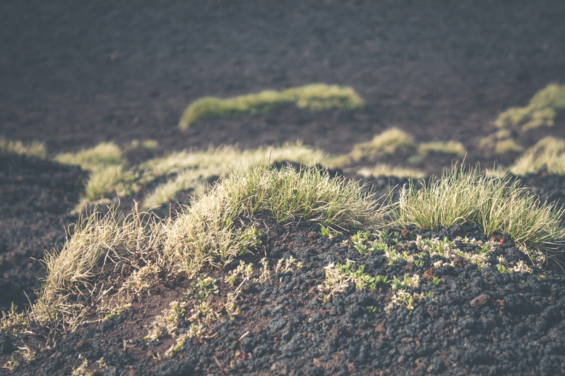 sicily, day, sunlight, scenics - nature, 5K, volcano, plant, non-urban scene, tranquil scene, focus on foreground, grass, close-up, selective focus, growth