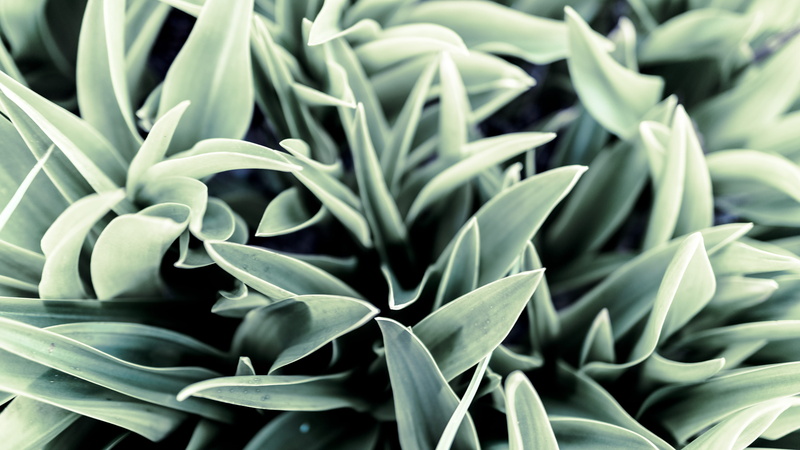 close-up, grass, no people, botany, selective focus, outdoors, leaf, backgrounds, freshness, herb, tranquility, natural pattern, mount etna, succulent plant
