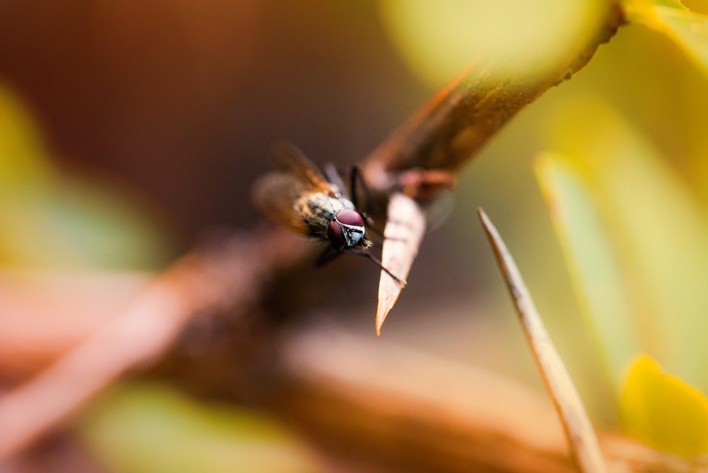 animal wing, plant, close-up, insect, one animal, fragility, flowering plant, pollination, invertebrate, flower head, animal, no people, outdoors, macro