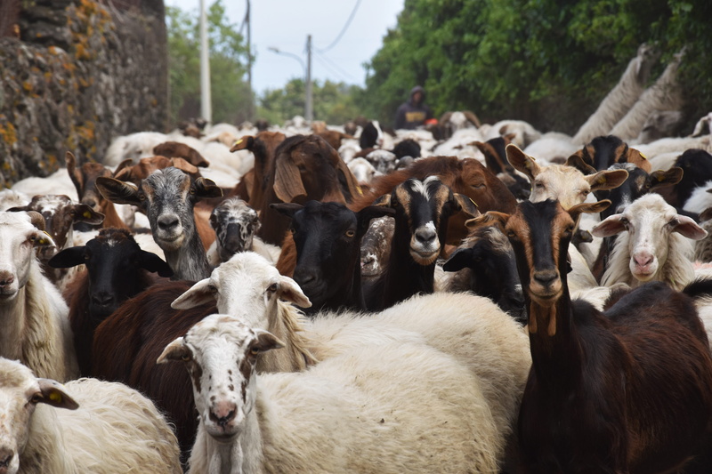 herd, sheep, vertebrate, animals, sicily, group of animals, domestic animals, day, 5K, animal head, large group of animals, domestic, goat, mammal, italy