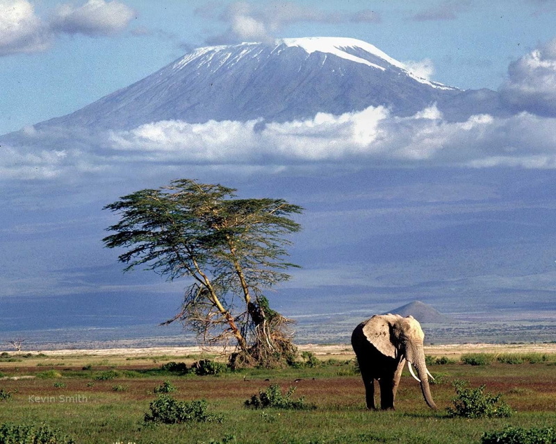 720P, landscape, Mount Kilimanjaro, elephant, animals, nature, Africa
