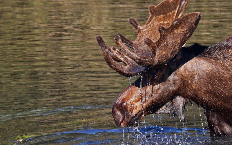pouring, moose, animal, animals, animal themes, 1080P, mammal, brown, no people, herbivorous, day, antler, outdoors, one animal, profile view, body, water