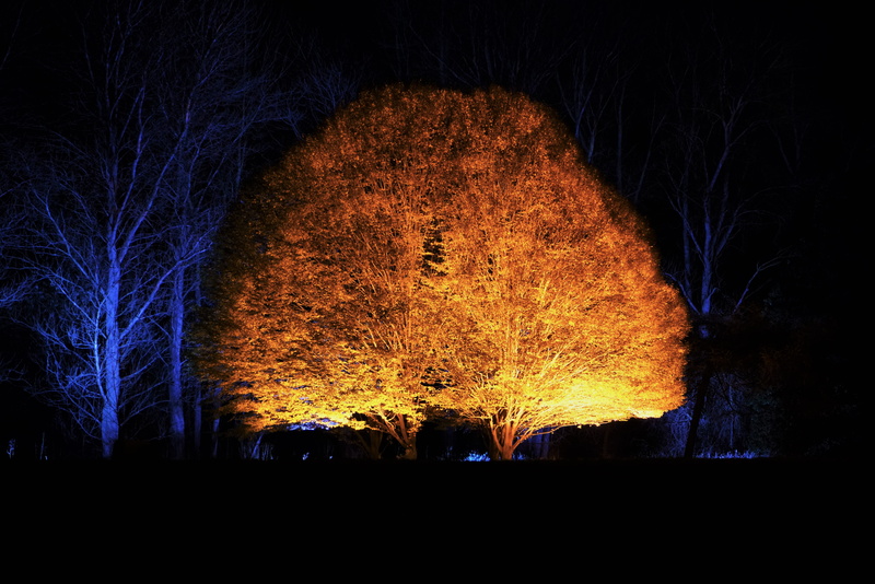 silhouette, tree, architecture, no people, Magic, dark, motion, land, countryside, park, Enchanted, plant, fantasy, illuminated, light - natural phenomenon